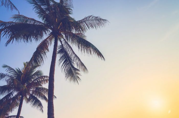 Ze słonecznej Florydy do Pietrzykowic – czyli droga native speakera.