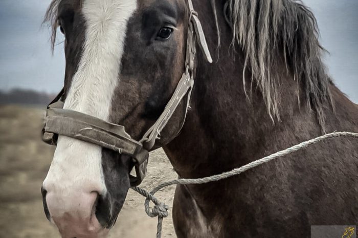 Ratujemy konia Jago! Nawet 5 złotych się liczy!